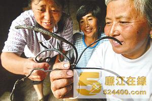 村民们搞不清楚这种植物到底是什么
