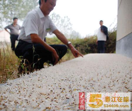 成群飞舞后即落地死去