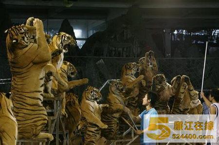 私人养虎山庄豢养1300只老虎(组图)