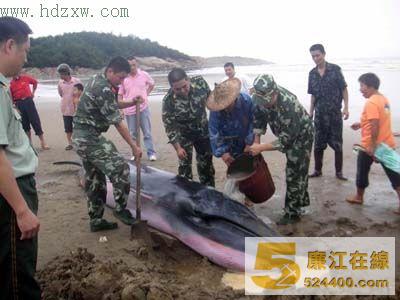 为防止蓝须鲸脱水,军民不断往它身上浇海水