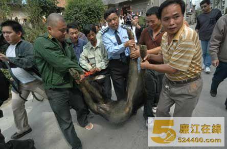 束手就擒