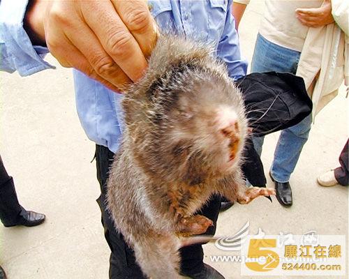 嘴巴像猪,牙齿像兔,爪子像老鼠。