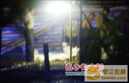 广州思贤村一养殖场将活鸭子装进袋子内。本报记者陈平生刘可摄